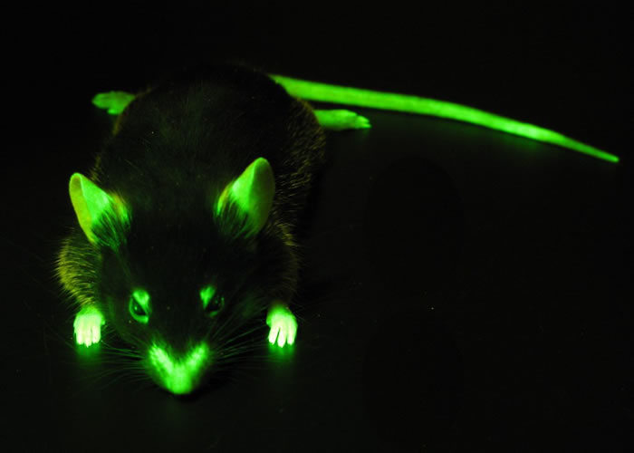 LUYOR-3260荧光蛋白激发光源用于观察老鼠的荧光表达