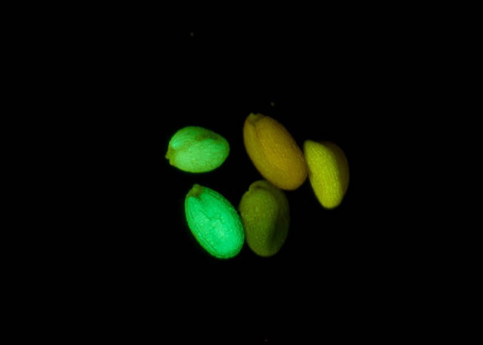 LUYOR-3260荧光蛋白激发光源用于观察种子的荧光表达