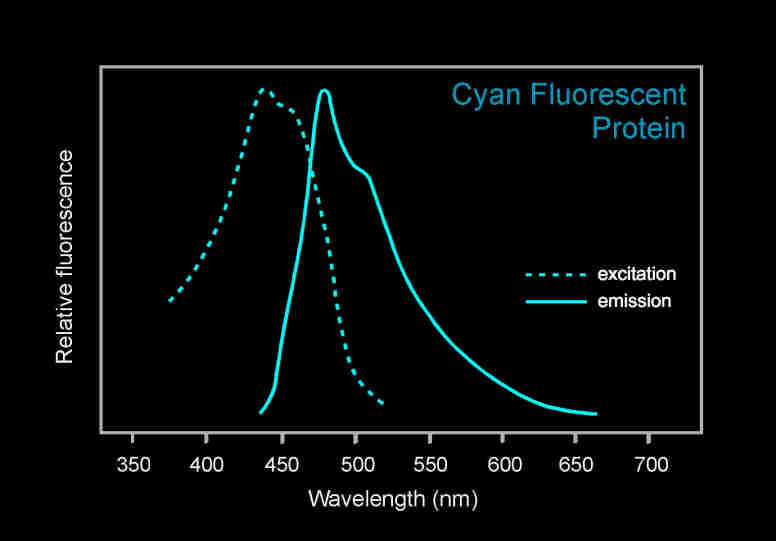 青色荧光蛋白的激发和发射光谱图