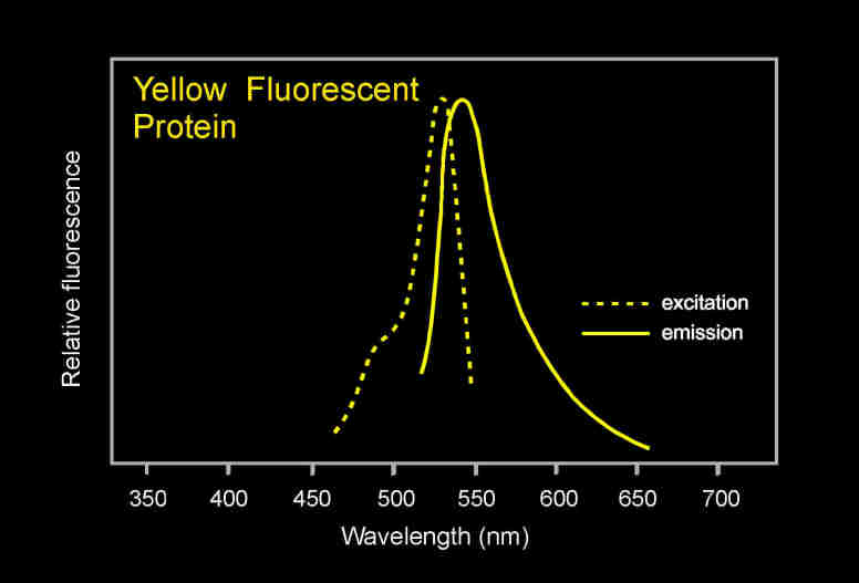 Venus荧光蛋白的激发光波长和发射光波长是多少