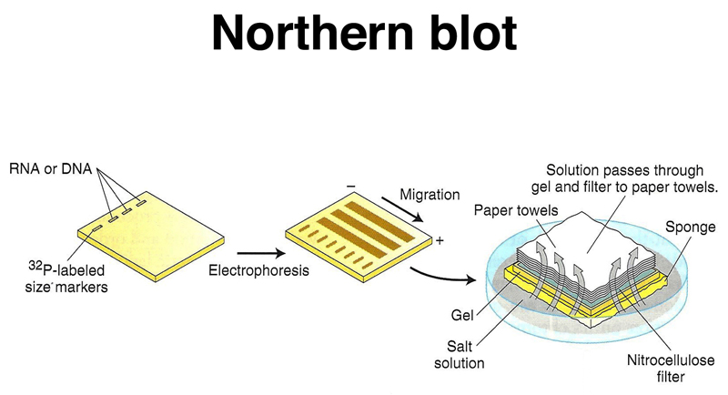 Northern blot外源基因表达转录水平检测操作步骤