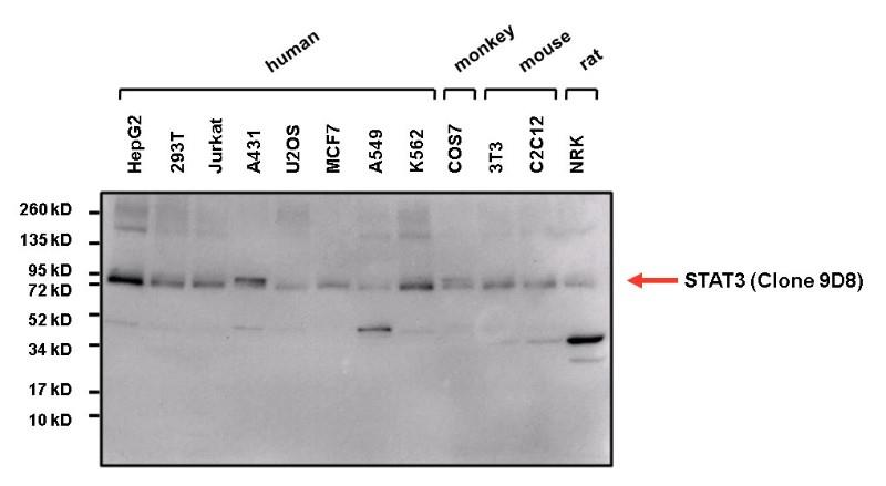 STAT3-Antibody-(9D8)-Western-Blot-NBP2-22471-img0019.jpg