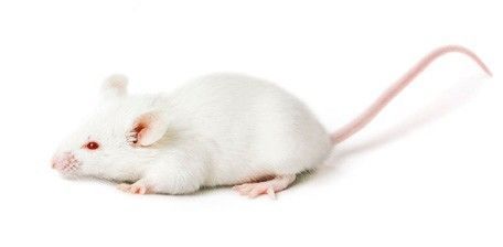 模式生物-小鼠BALB