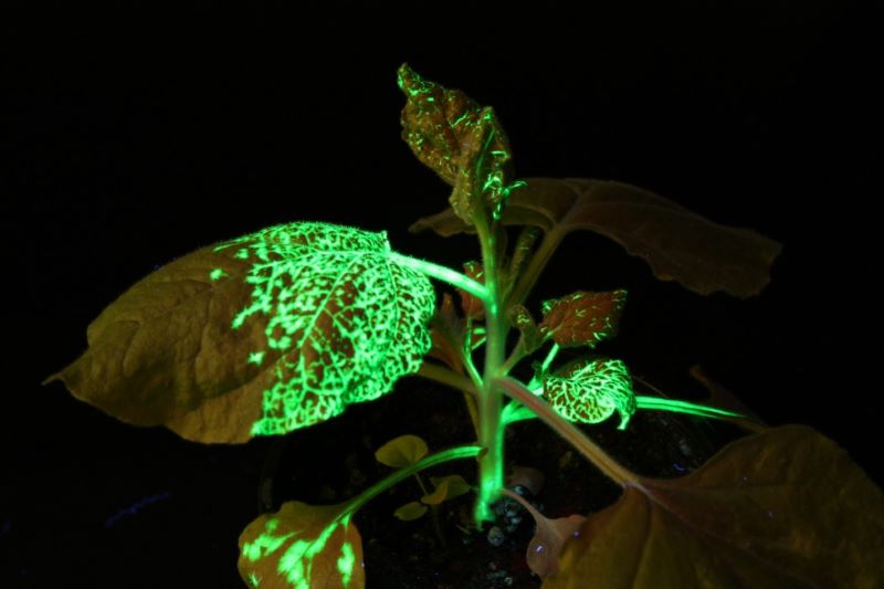 带有GFP标签的植物在紫外线灯照射下发出绿色荧光