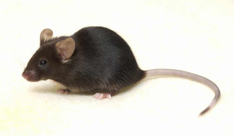 模式生物小鼠