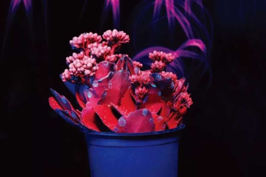 如何利用紫外线灯拍摄惊艳荧光花卉