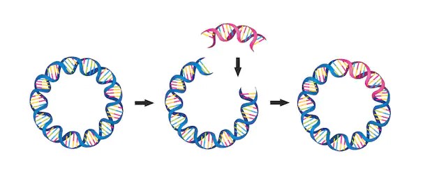 提取质粒DNA和基因组DNA的区别