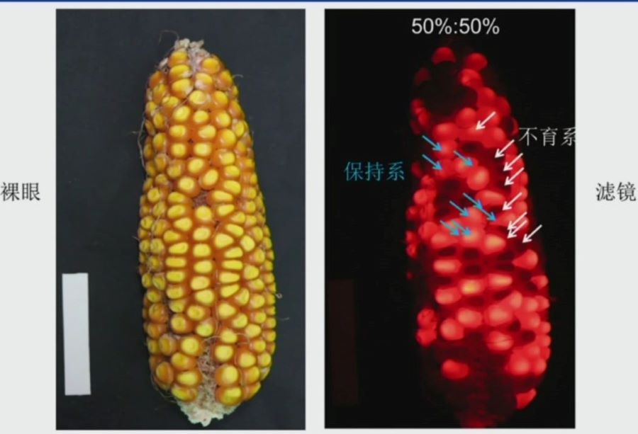 玉米在激发光源照射下发出红色荧光