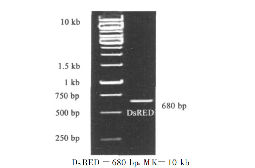 PGDR 载体上PCR DsRED 结果