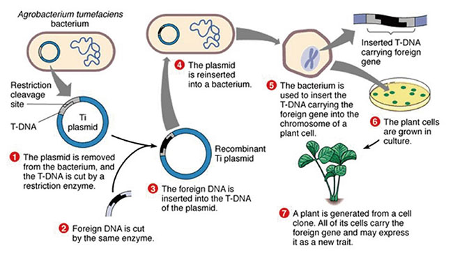农杆菌介导的植物遗传转化方法