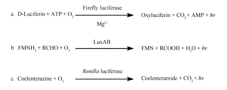 荧光素酶在蛋白质相互作用研究中的应用