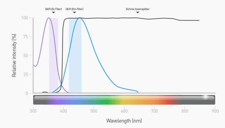 DAPI染料的激发光和发射光的滤光片