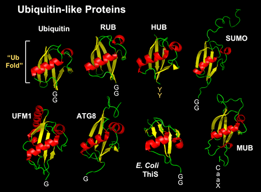 重组蛋白表达技术和重组蛋白表达载体