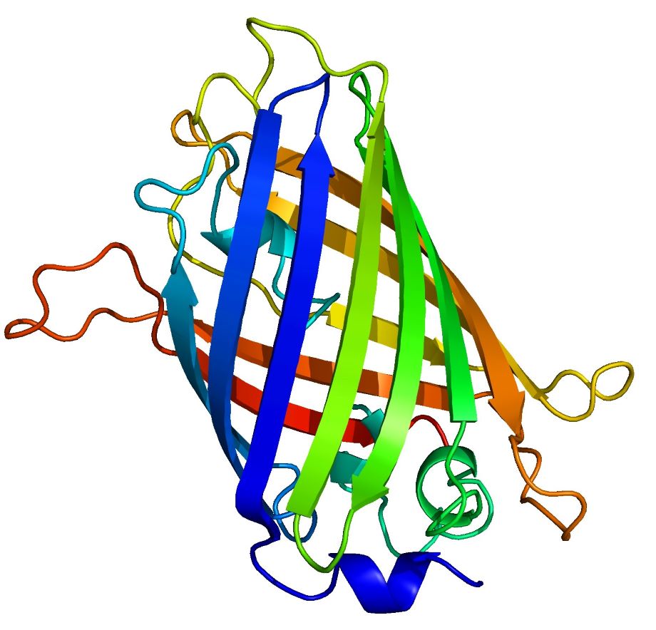 GFP绿色荧光蛋白的性能和GFP用于分子标记