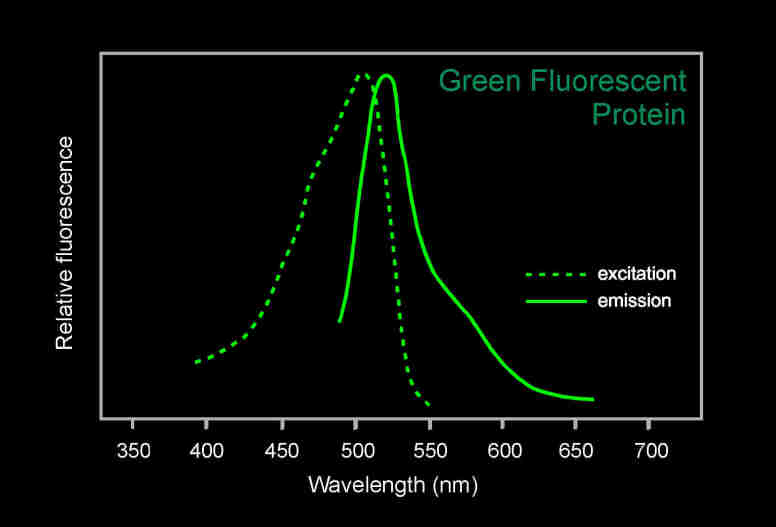 GFP的激发光波长和GFP的发射光波长