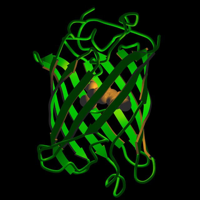 绿色荧光蛋白GFP