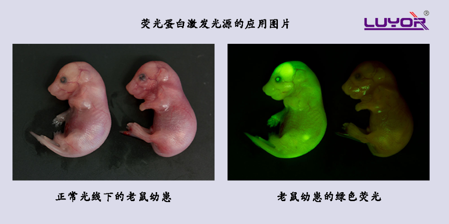 绿色荧光蛋白在老鼠幼崽上的表达