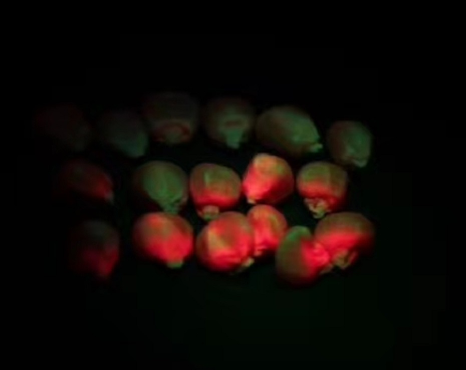 玉米种子在LUYOR-3415RG的照射下发出的红色荧光