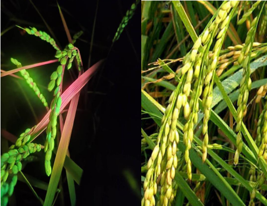 激发光源在水稻育种中的运用