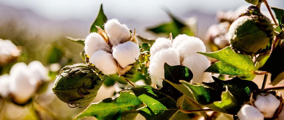 中国作物学会棉花专业委员会成立大会